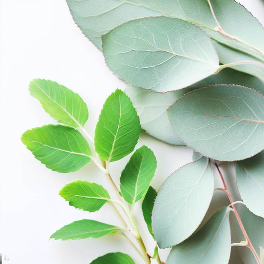 Eucalyptus + Mint -- Room + Linen Spray